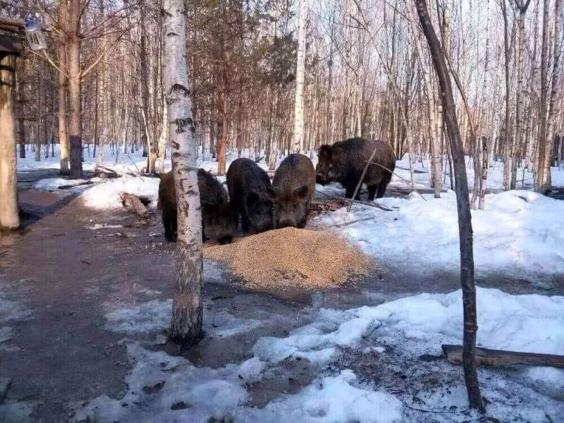 Кабанов в Нижегородской области считали из засады и с помощью фотоловушек
